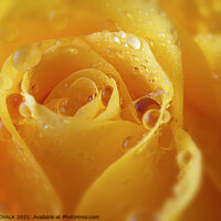 Buy canvas prints of A close up of a yellow rose with water droplets 422  by PHILIP CHALK