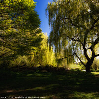 Buy canvas prints of Weeping willow trees in the soft summer light 462  by PHILIP CHALK