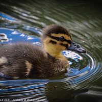 Buy canvas prints of Duck swimming in water duckling  by PHILIP CHALK