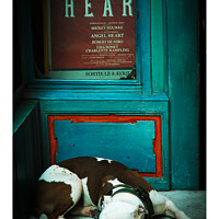 Buy canvas prints of Sleepy Staffordshire bull terrier ,brown and white 475   by PHILIP CHALK