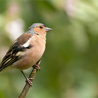 Buy canvas prints of Male Chaffinch by Jeni Harney
