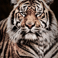 Buy canvas prints of Sumatran Tiger Portrait by Jeni Harney