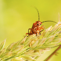 Buy canvas prints of Peepo - a Red Soldier Beetle by Jeni Harney