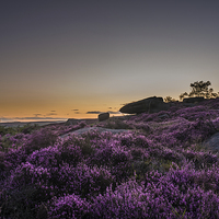 Buy canvas prints of Heather in Bloom at Millstone Edge by Jeni Harney