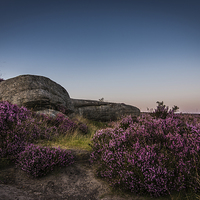 Buy canvas prints of Heather in Bloom at Millstone Edge by Jeni Harney