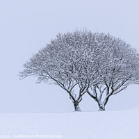 Buy canvas prints of Snowy Lone Tree by Mark Stinchon
