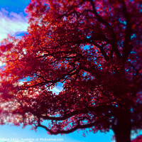 Buy canvas prints of Red Tree by Grace Wallace