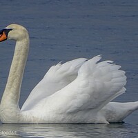 Buy canvas prints of Swan Swimming  by aileen stoddart