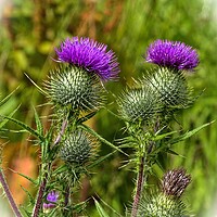 Buy canvas prints of Thistle  by aileen stoddart