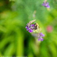 Buy canvas prints of Bumble Bee by Haydn Emmett