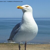 Buy canvas prints of Majestic Herring Gull on the Shoreline by Mark Chesters