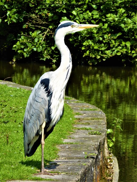 Heron striking a pose Picture Board by Mark Chesters