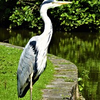 Buy canvas prints of Heron striking a pose by Mark Chesters