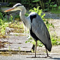 Buy canvas prints of Heron creeping quietly forward by Mark Chesters