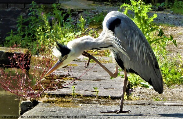 Heron ready to strike. Picture Board by Mark Chesters