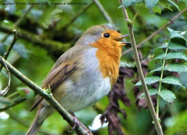 Robin singing Picture Board by Mark Chesters