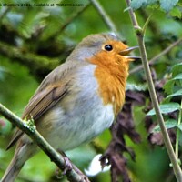 Buy canvas prints of Robin singing by Mark Chesters