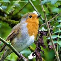 Buy canvas prints of Majestic Robin Surveying the Outdoors by Mark Chesters