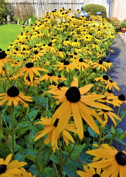 Bold and Beautiful BlackEyed Susan Picture Board by Mark Chesters