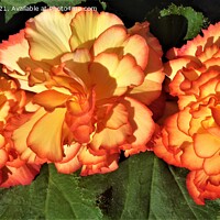 Buy canvas prints of Majestic Sunburst Begonia Trio by Mark Chesters