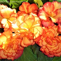 Buy canvas prints of Majestic Sunburst Begonia A Vibrant Floral Beauty by Mark Chesters