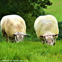 Buy canvas prints of The Watchful Flock by Mark Chesters