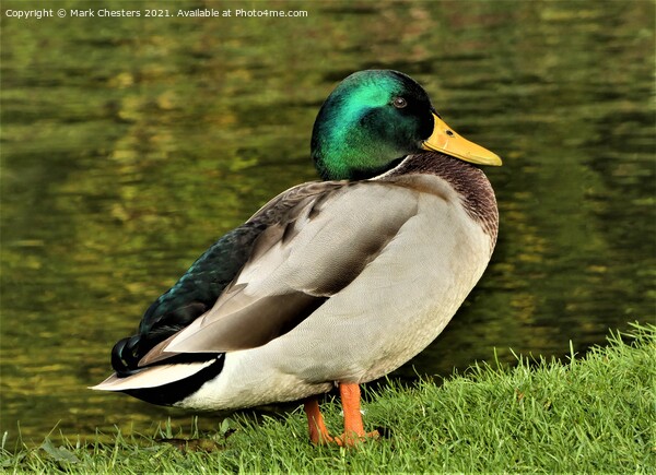 Serene Mallard by the Lake Picture Board by Mark Chesters