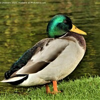 Buy canvas prints of Serene Mallard by the Lake by Mark Chesters