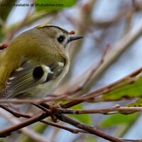 Buy canvas prints of Goldcrest bird by Mark Chesters