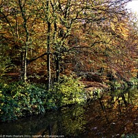 Buy canvas prints of Majestic Autumn Trees by Mark Chesters