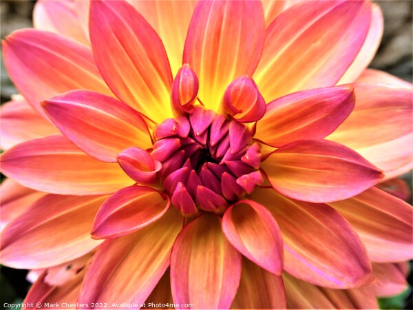 Radiant hues of Dahlia Picture Board by Mark Chesters