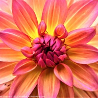 Buy canvas prints of Radiant hues of Dahlia by Mark Chesters