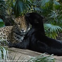 Buy canvas prints of Majestic Jaguar Pair by Mark Chesters