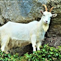 Buy canvas prints of Llandudno goat standing on a rock by Mark Chesters