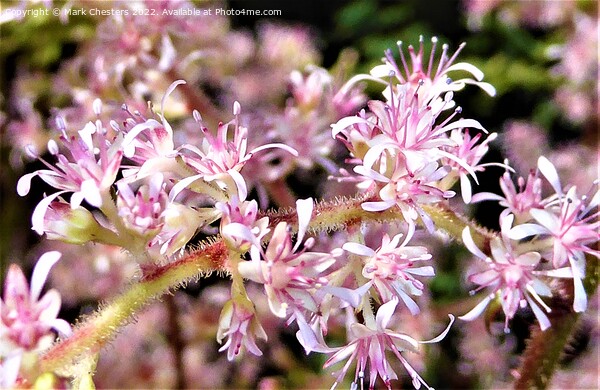 Enchanting Astilbe Bloom Picture Board by Mark Chesters