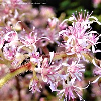 Buy canvas prints of Enchanting Astilbe Bloom by Mark Chesters