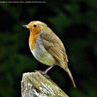 Buy canvas prints of Cheerful Robin on a Wooden Post by Mark Chesters