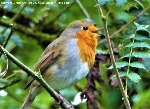 Melodic Robins Serenade Picture Board by Mark Chesters