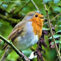 Buy canvas prints of Melodic Robins Serenade by Mark Chesters