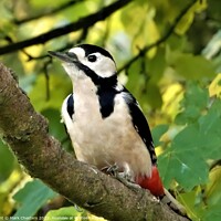 Buy canvas prints of Striking Beauty The Great Spotted Woodpecker by Mark Chesters