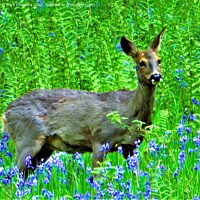 Buy canvas prints of Majestic Deer Amidst Bluebells by Mark Chesters