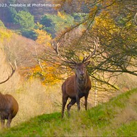 Buy canvas prints of Majestic Red Deer in Autumn Field by Mark Chesters