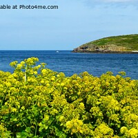 Buy canvas prints of Penmon point flowers by Mark Chesters