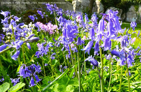 Wild bluebells Picture Board by Mark Chesters