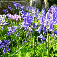 Buy canvas prints of Wild bluebells by Mark Chesters