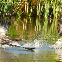 Buy canvas prints of Geese fighting  by Mark Chesters