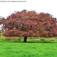 Buy canvas prints of Red oak tree by Mark Chesters