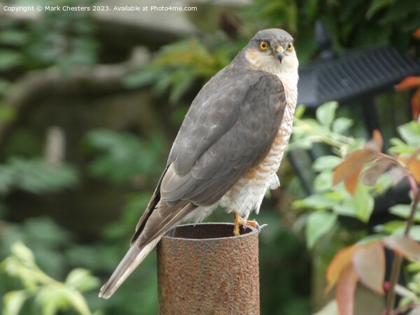 Sparrowhawk looking at me. Picture Board by Mark Chesters