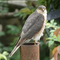 Buy canvas prints of Sparrowhawk looking at me. by Mark Chesters