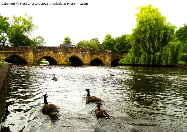 Geese on the river Wye Picture Board by Mark Chesters